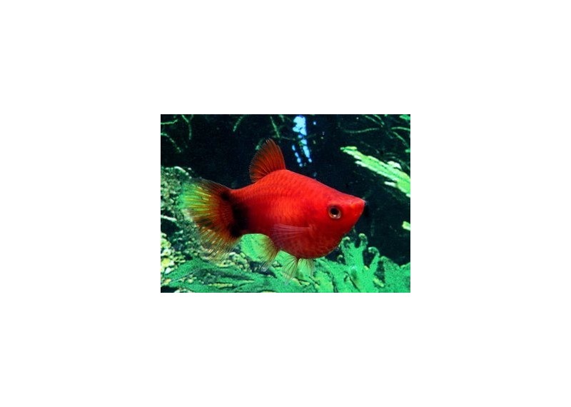 Platy corail mickey rouge - Platy corail - Comptoir du Poisson exotique
