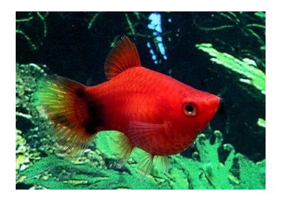 Platy corail mickey rouge - Platy corail - Comptoir du Poisson exotique