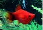 Platy corail mickey rouge - Platy corail - Comptoir du Poisson exotique