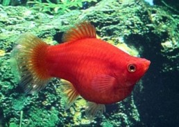 Platy corail dark rouge - Platy corail - Comptoir du Poisson exotique