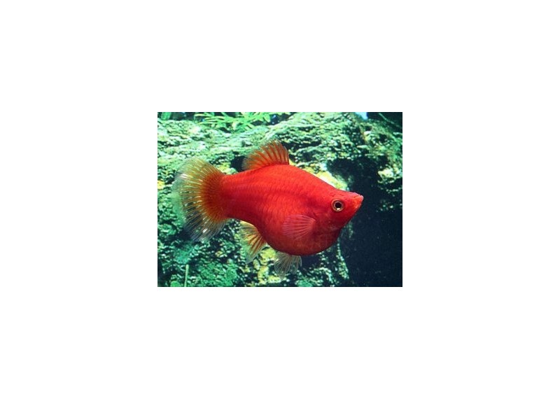 Platy corail dark rouge - Platy corail - Comptoir du Poisson exotique