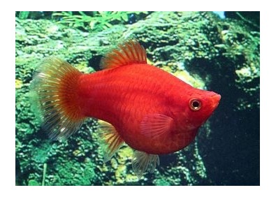 Platy corail dark rouge - Platy corail - Comptoir du Poisson exotique