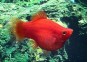 Platy corail dark rouge - Platy corail - Comptoir du Poisson exotique