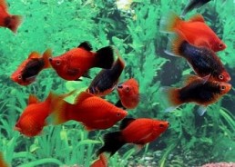 Platy corail rouge assortis - Platy corail - Comptoir du Poisson exotique
