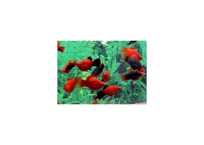 Platy corail rouge assortis - Platy corail - Comptoir du Poisson exotique