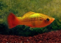 Platy variatus multicolor - Platy - Comptoir du Poisson exotique