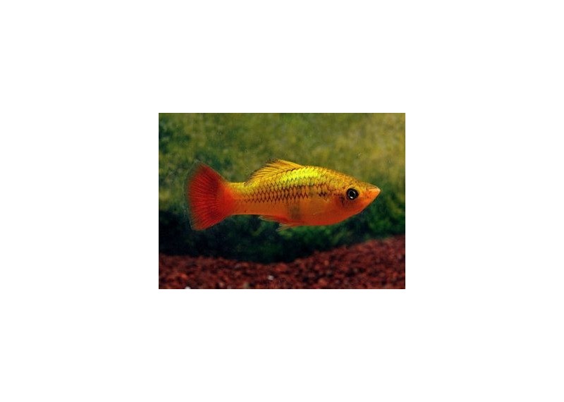 Platy variatus multicolor - Platy - Comptoir du Poisson exotique