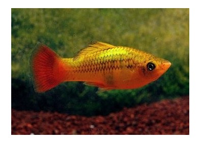 Platy variatus multicolor - Platy - Comptoir du Poisson exotique