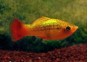 Platy variatus multicolor - Platy - Comptoir du Poisson exotique