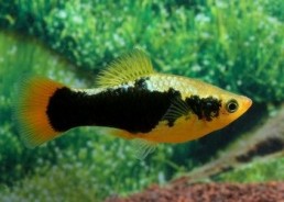 Platy hawai - Platy - Comptoir du Poisson exotique