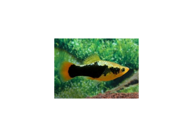 Platy hawai - Platy - Comptoir du Poisson exotique