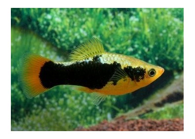 Platy hawai - Platy - Comptoir du Poisson exotique