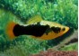 Platy hawai - Platy - Comptoir du Poisson exotique