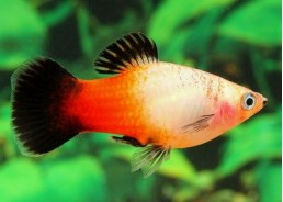 Platy wagtail sunburst - Platy - Comptoir du Poisson exotique