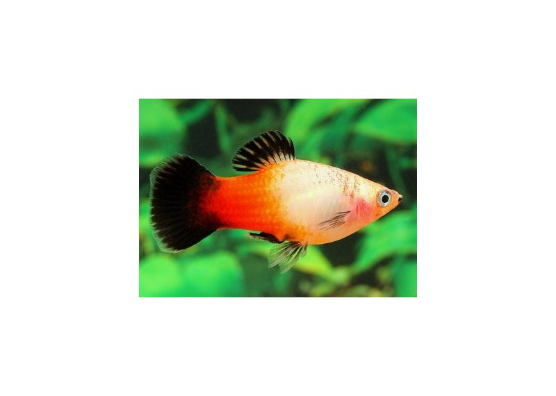 Platy wagtail sunburst - Platy - Comptoir du Poisson exotique