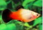 Platy wagtail sunburst - Platy - Comptoir du Poisson exotique