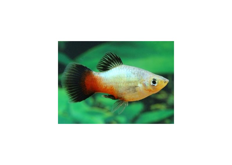 Platy wagtail rainbow - Platy - Comptoir du Poisson exotique