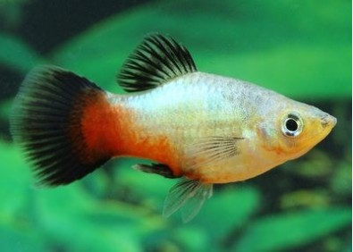 Platy wagtail rainbow - Platy - Comptoir du Poisson exotique