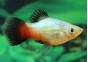 Platy wagtail rainbow - Platy - Comptoir du Poisson exotique