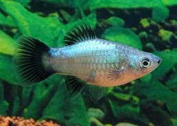 Platy wagtail bleu - Platy - Comptoir du Poisson exotique