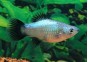 Platy wagtail bleu - Platy - Comptoir du Poisson exotique