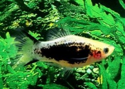 Platy tuxedo gold comète - Platy - Comptoir du Poisson exotique