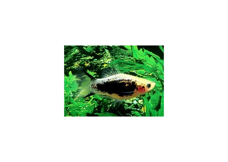 Platy tuxedo gold comète - Platy - Comptoir du Poisson exotique