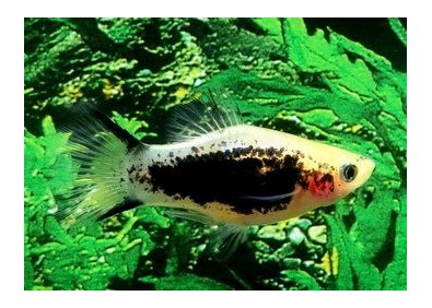 Platy tuxedo gold comète - Platy - Comptoir du Poisson exotique