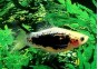 Platy tuxedo gold comète - Platy - Comptoir du Poisson exotique