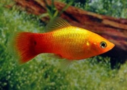 Platy sunset neon - Platy - Comptoir du Poisson exotique