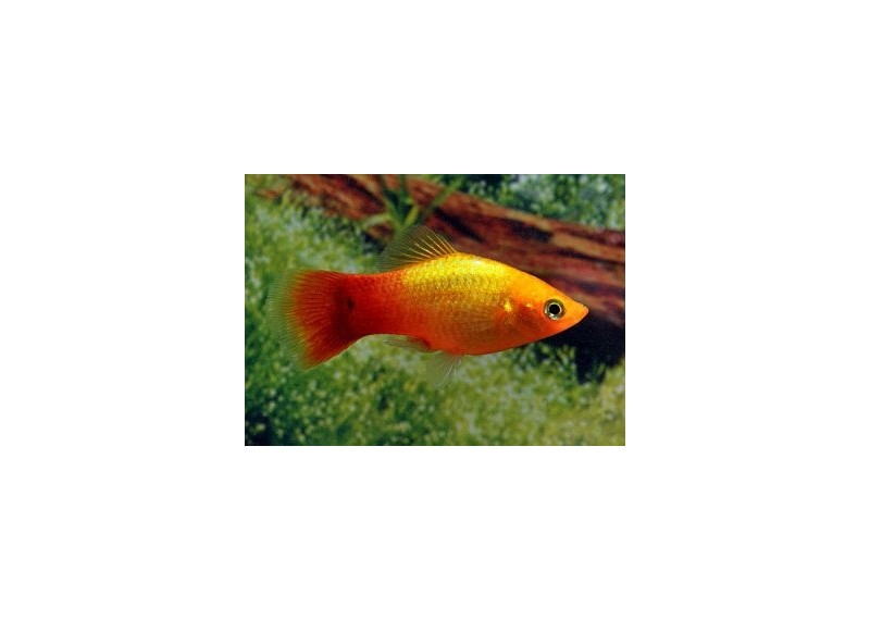 Platy sunset neon - Platy - Comptoir du Poisson exotique