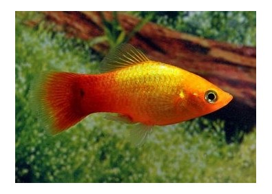 Platy sunset neon - Platy - Comptoir du Poisson exotique