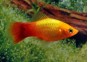 Platy sunset neon - Platy - Comptoir du Poisson exotique