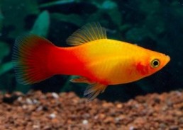 Platy sunset - Platy - Comptoir du Poisson exotique