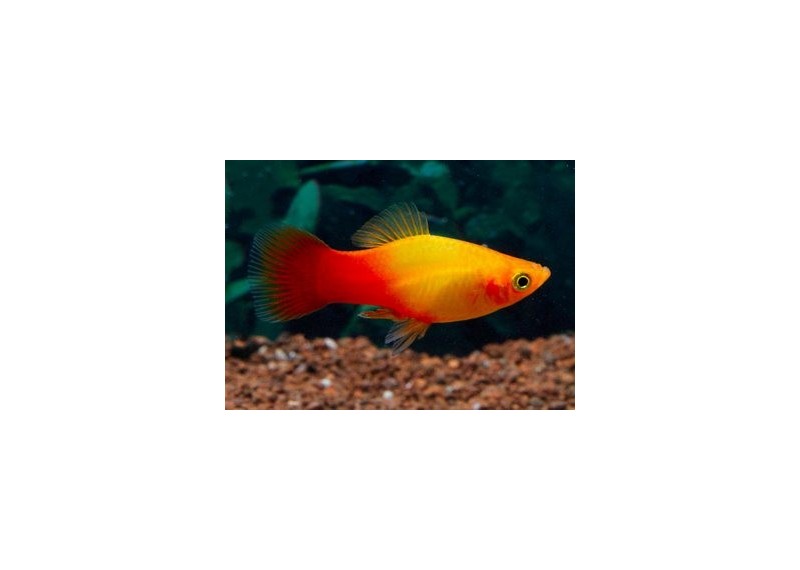 Platy sunset - Platy - Comptoir du Poisson exotique