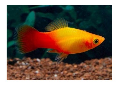 Platy sunset - Platy - Comptoir du Poisson exotique