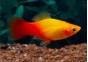 Platy sunset - Platy - Comptoir du Poisson exotique