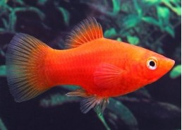 Platy rouge - Platy - Comptoir du Poisson exotique