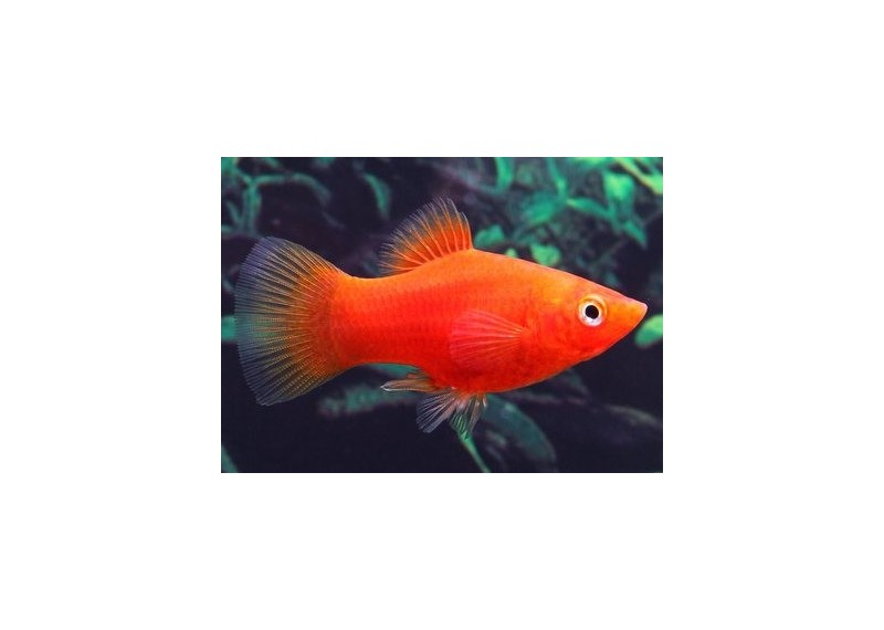 Platy rouge - Platy - Comptoir du Poisson exotique