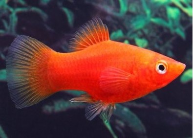 Platy rouge - Platy - Comptoir du Poisson exotique