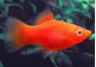 Platy rouge - Platy - Comptoir du Poisson exotique