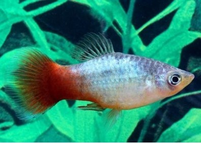 Platy rainbow - Platy - Comptoir du Poisson exotique