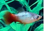 Platy rainbow - Platy - Comptoir du Poisson exotique