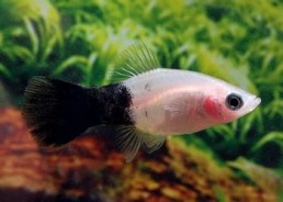 Platy panda - Platy - Comptoir du Poisson exotique