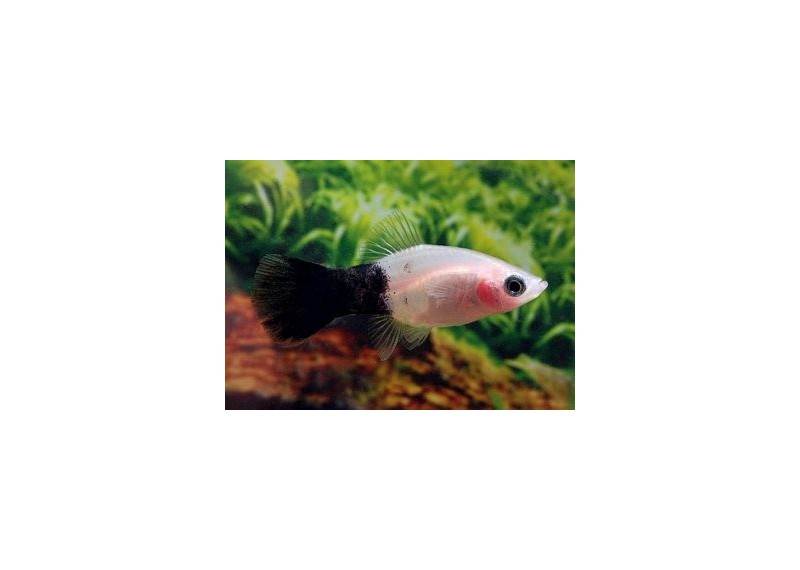 Platy panda - Platy - Comptoir du Poisson exotique