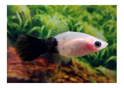 Platy panda - Platy - Comptoir du Poisson exotique