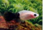 Platy panda - Platy - Comptoir du Poisson exotique