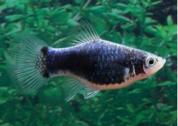 Platy noir - Platy - Comptoir du Poisson exotique