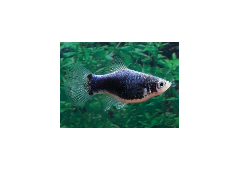 Platy noir - Platy - Comptoir du Poisson exotique