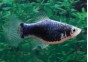 Platy noir - Platy - Comptoir du Poisson exotique